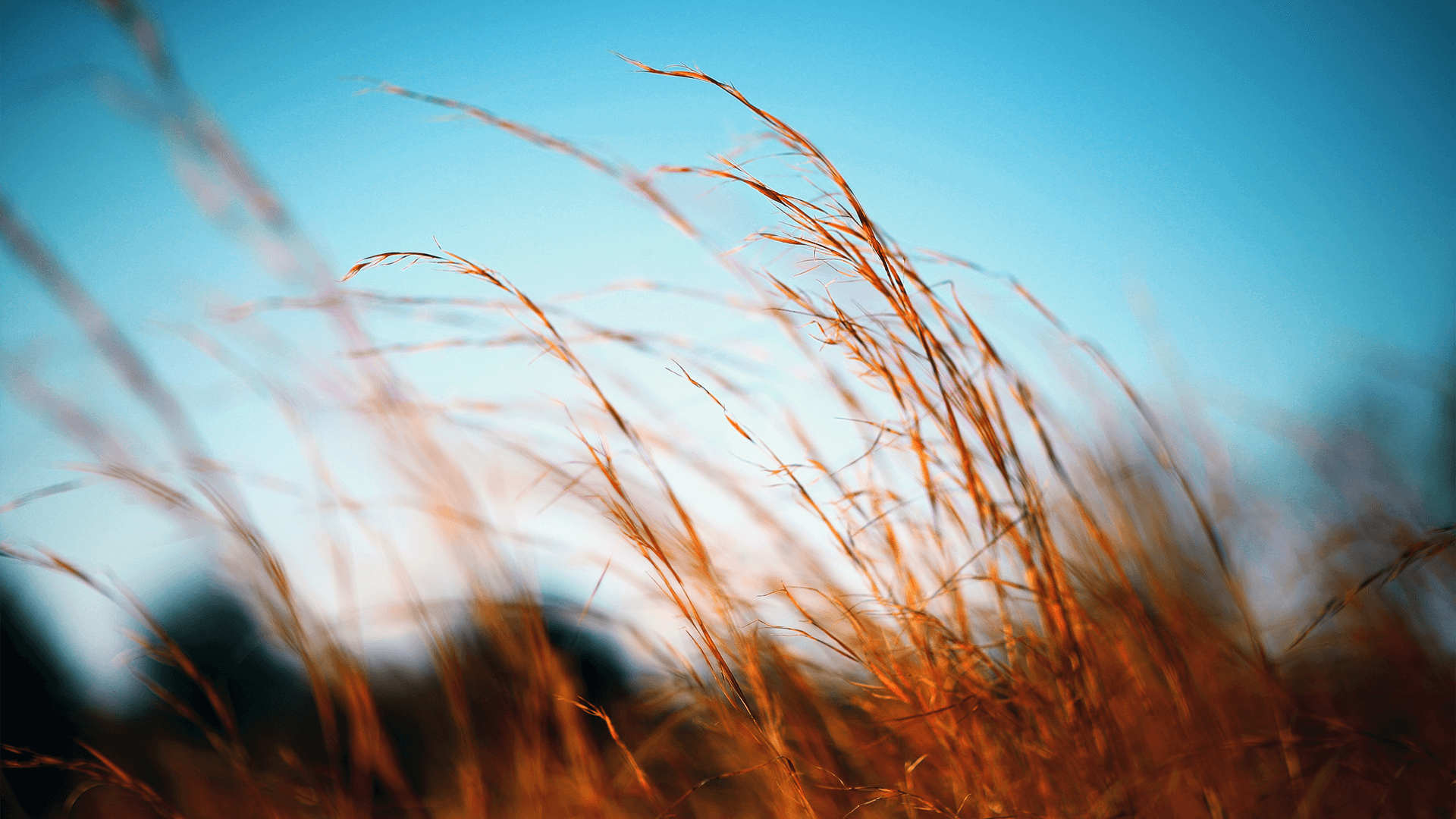 Close up of grassy plains 