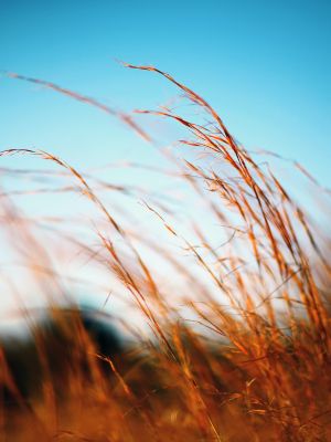Red grass