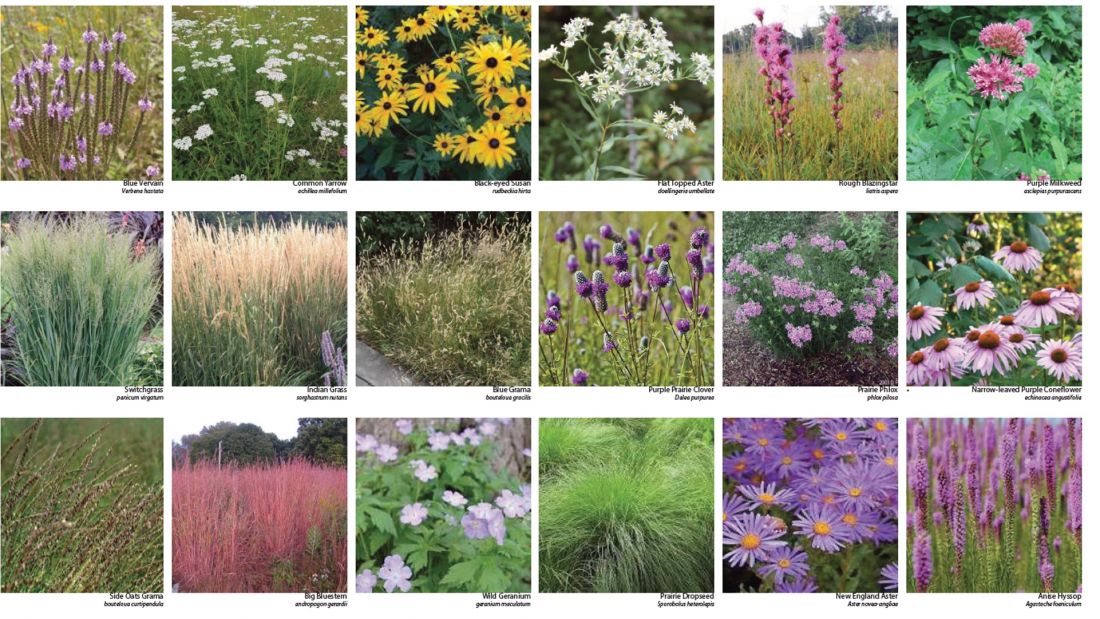 Plantings & Environmental Impact